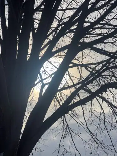 Silhouetted branches greet the soft, winter sun.